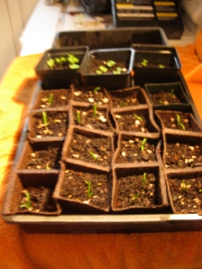 spinach and bok choy starts for the winter garden, rescued from a friday night rainstorm