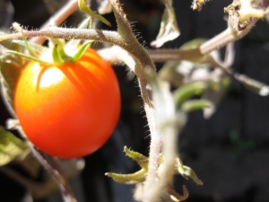 autumn in the garden 1: ripening tomato