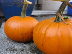 Autumn in the garden 2: pumpkins