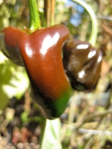 autumn in the garden 3: peppers
